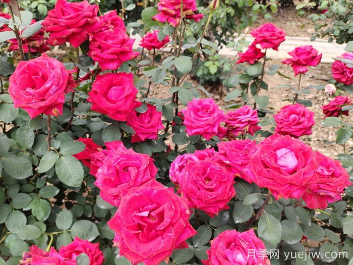 花友养殖月季花的3点注意事项(图1)