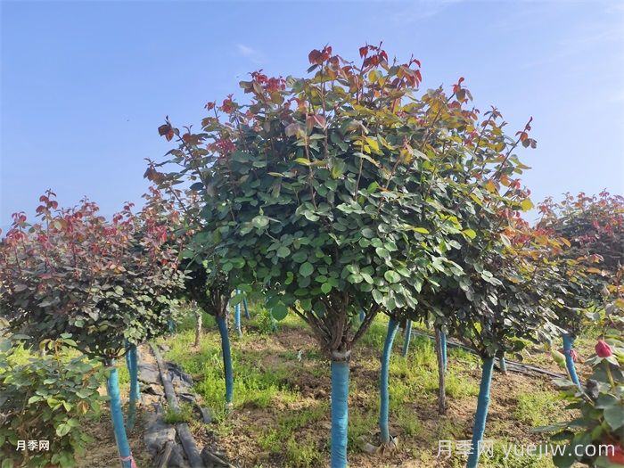 树状月季老化怎么办？南阳月季繁育基地帮你解答(图2)