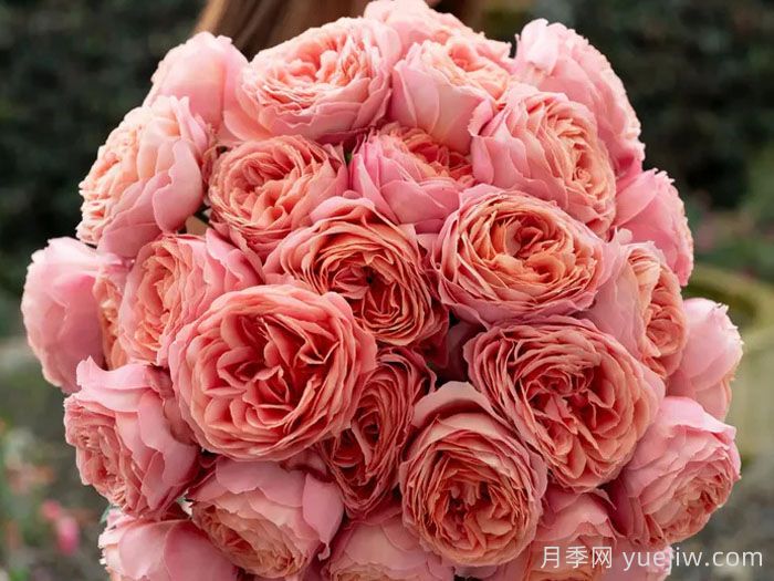 浪漫古董月季/浪漫安提克(图2) 浪漫古董月季/浪漫安提克(图2)