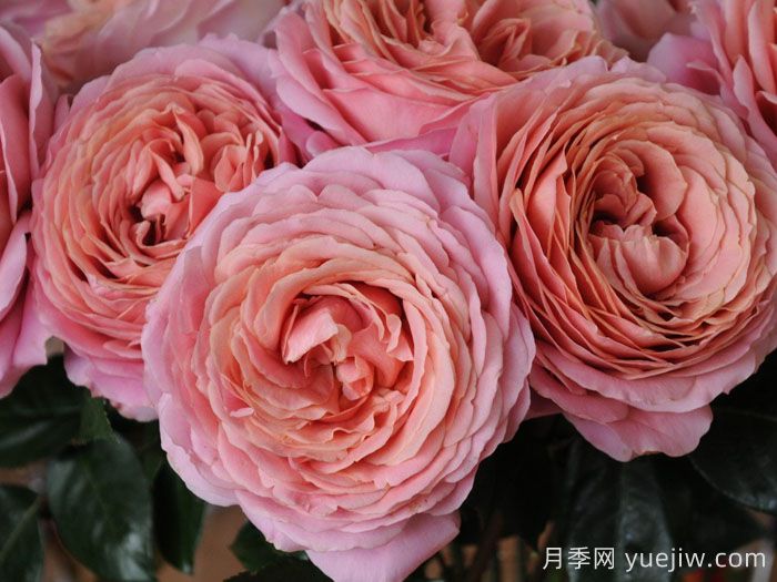 浪漫古董月季/浪漫安提克(图1) 浪漫古董月季/浪漫安提克(图1)