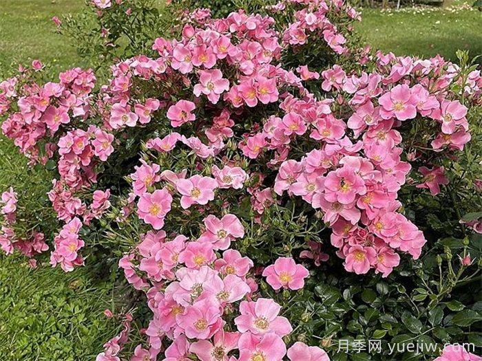 乡村女士月季(图2)