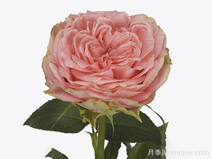 乡村珊瑚女孩月季(图1)