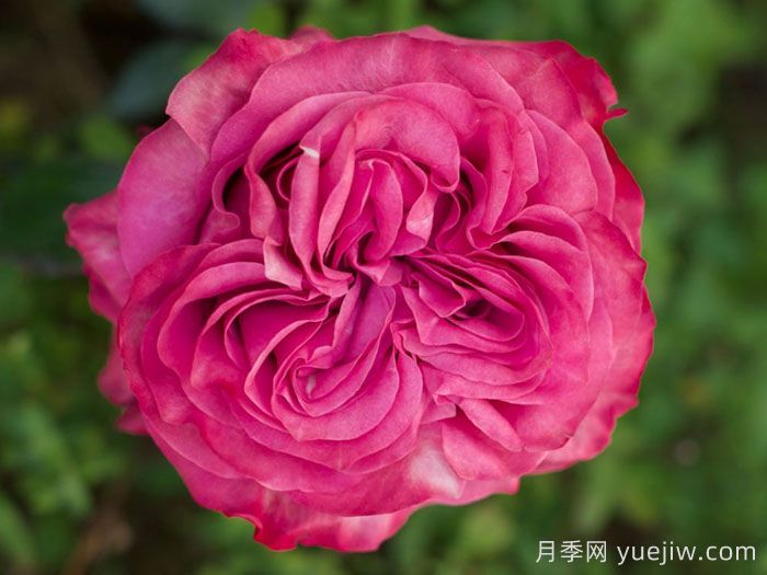 乡村蓝调月季/蓝色乡村精神(图1) 乡村蓝调月季/蓝色乡村精神(图1)