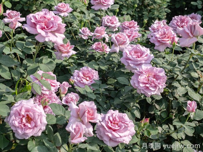 轻烟月季(图3) 轻烟月季(图3)