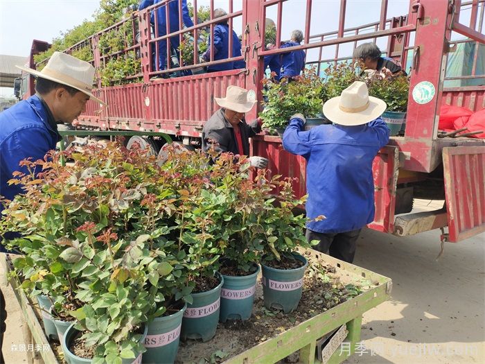 冬天怎么修剪月季?立春后怎么扦插月季?(图1) 冬天怎么修剪月季?立春后怎么扦插月季?(图1)