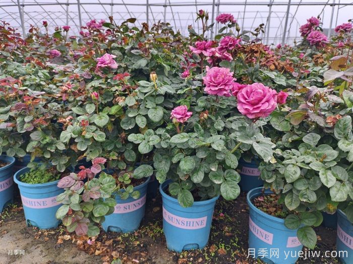 什么样的土质适合种植月季？(图1)