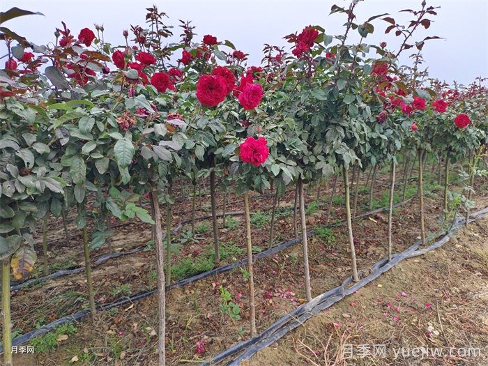 什么样的土质适合种植月季？(图2)