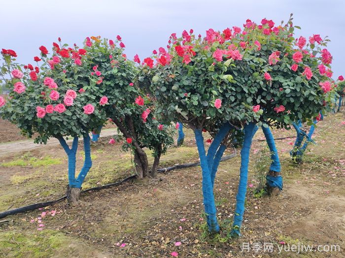 移栽运输树桩月季苗木需要什么手续？(图1)