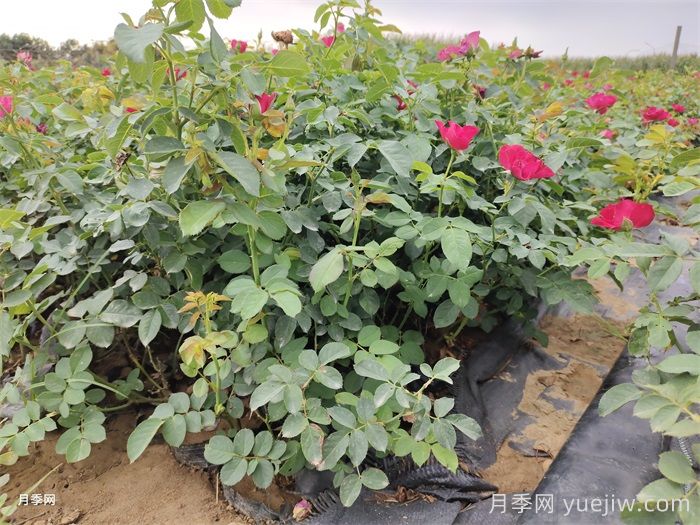 移栽花木浇水的四大原则运用(图2)