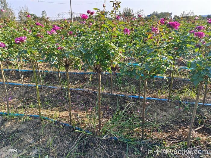 移栽花木浇水的四大原则运用(图3)