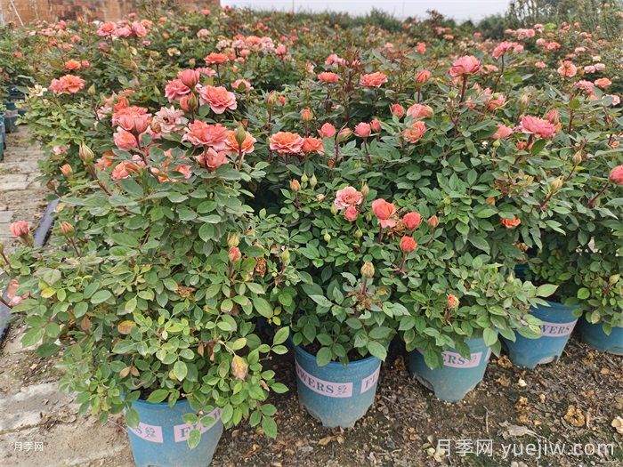 月季天冷后怎么养？月季花能开爆盆吗？具体怎么养护呢？(图2)