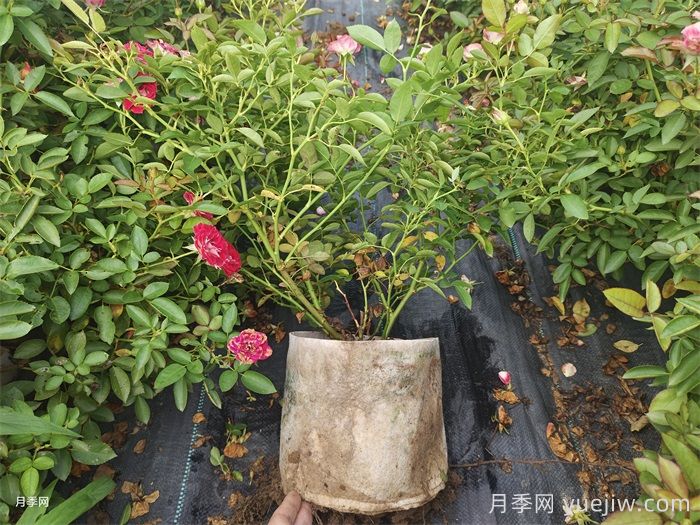 地被月季的种植规范(图2)