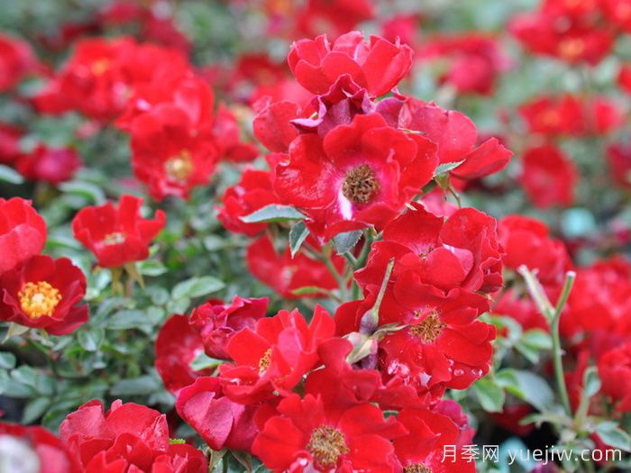 关于地被月季的所有知识汇总(图1) 关于地被月季的所有知识汇总(图1)