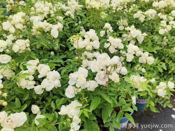 关于地被月季的所有知识汇总(图2) 关于地被月季的所有知识汇总(图2)