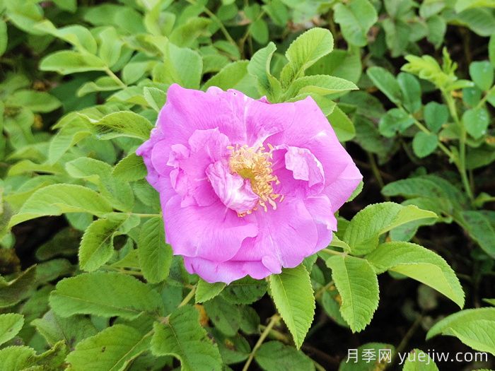 正宗的平阴玫瑰介绍(图1)