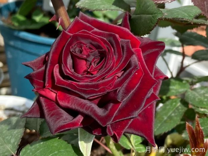 100种月季玫瑰品种图鉴大全，你认识多少个？(图16)