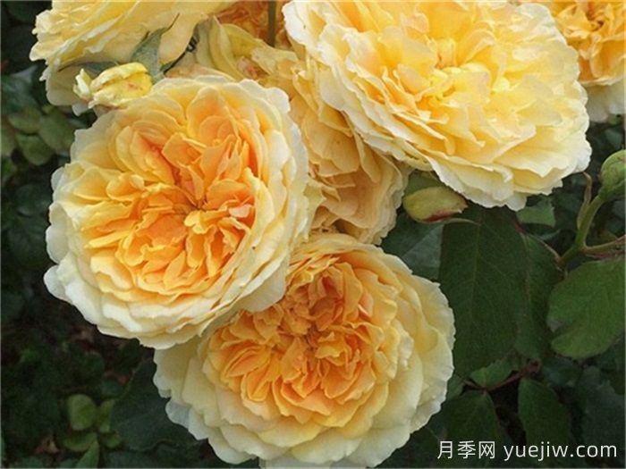 100种月季玫瑰品种图鉴大全，你认识多少个？(图15)