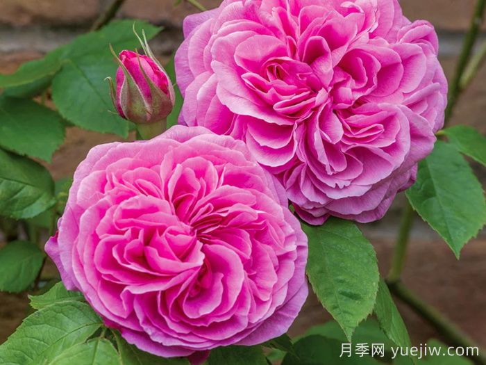 100种月季玫瑰品种图鉴大全，你认识多少个？(图13)