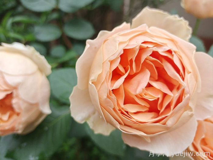 100种月季玫瑰品种图鉴大全，你认识多少个？(图4)