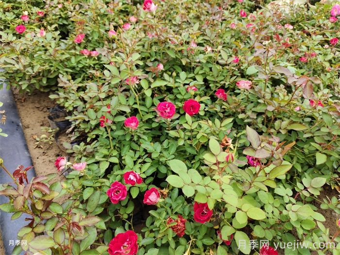 如何判断月季需要施肥?(图1) 如何判断月季需要施肥?(图1)