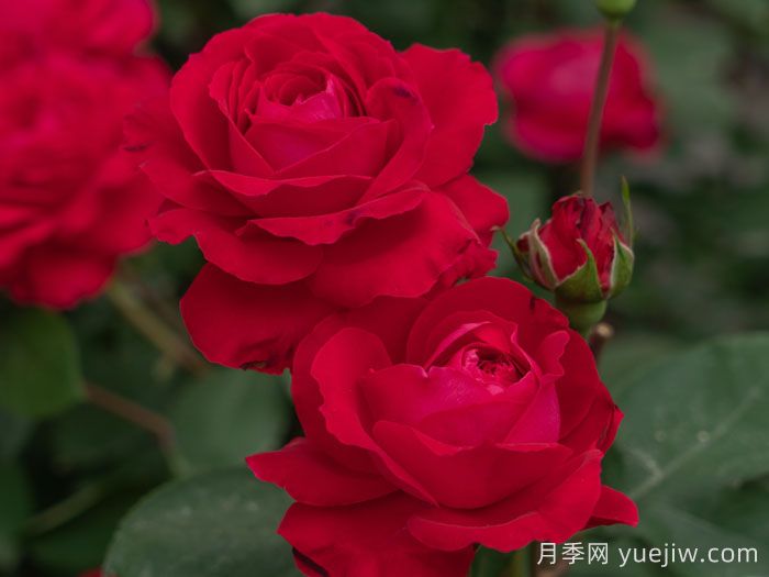 红石榴月季(图1)