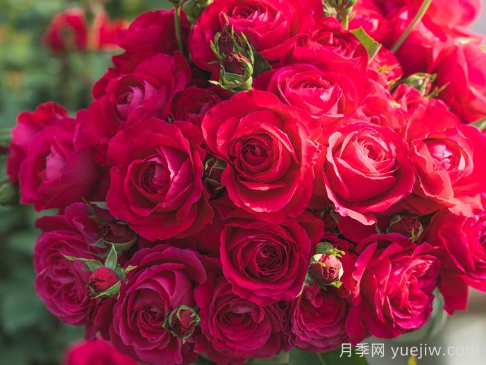 红石榴月季(图2)