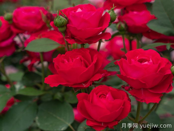 红石榴月季(图3)