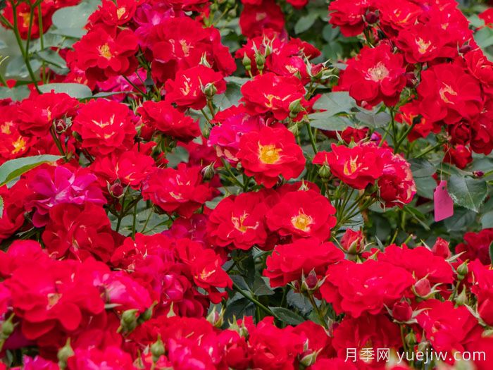 南湖薪火月季(图2)