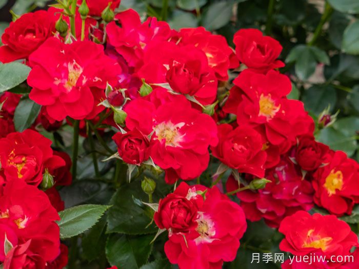 南湖薪火月季(图3)