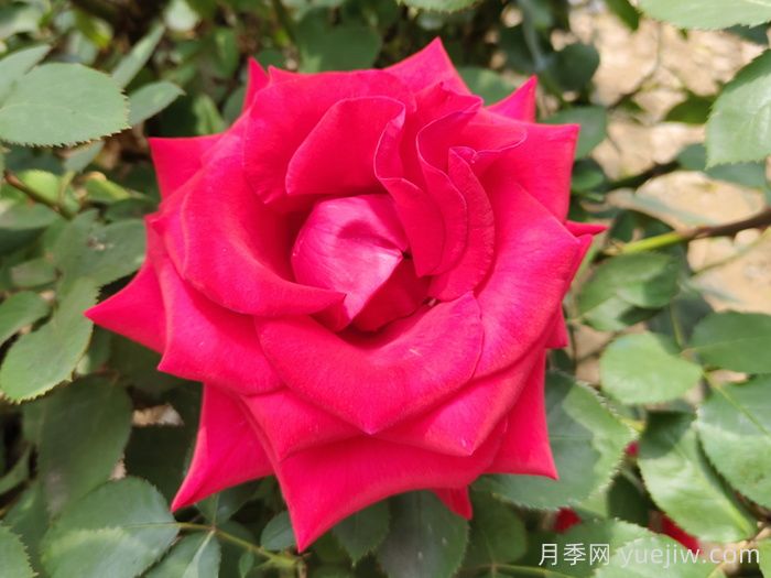 10款纯正红色月季，美得像火一样(图4)