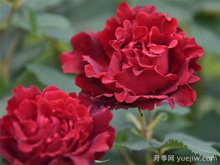 10款纯正红色月季，美得像火一样(图3)