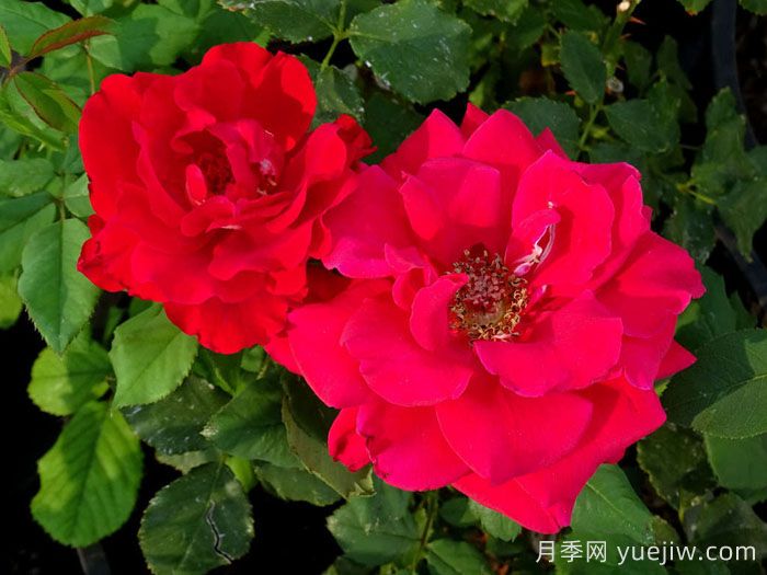 心情月季(图1)