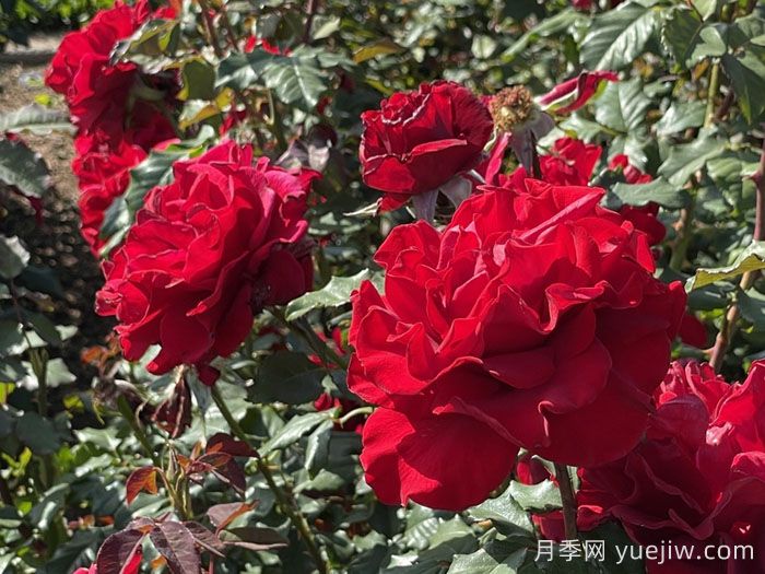 心情月季(图2)