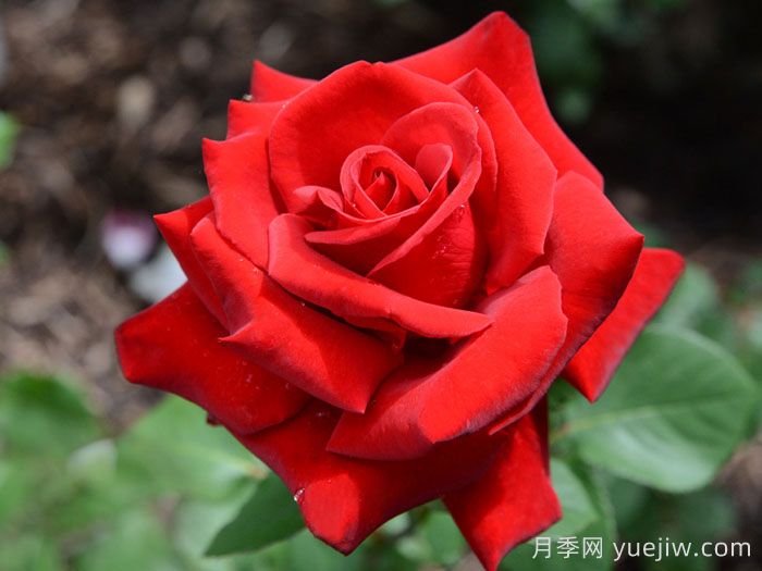 完美红色月季(图1)
