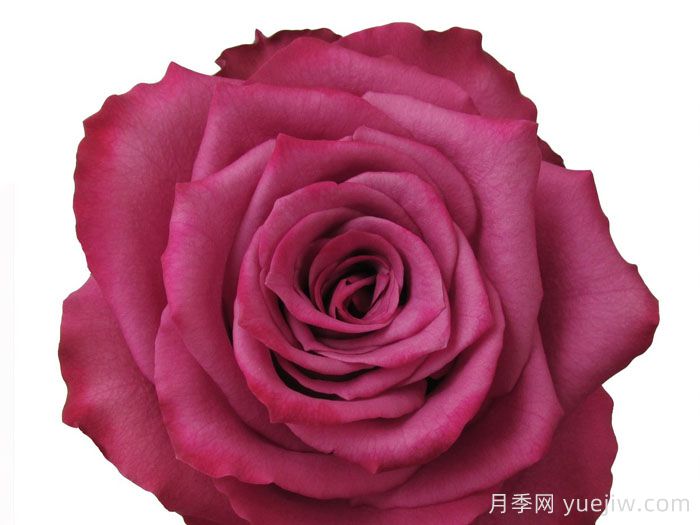 蓝莓月季(图2)