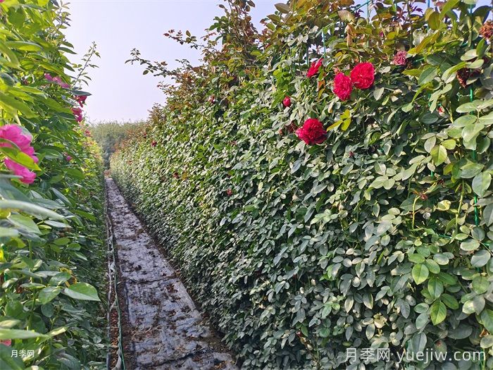 藤本月季的种植与养殖方法(图1)