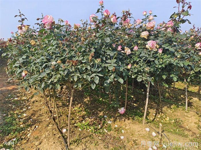 月季花怎么样修剪?月季花如何修剪最好?(图2) 月季花怎么样修剪?月季花如何修剪最好?(图2)