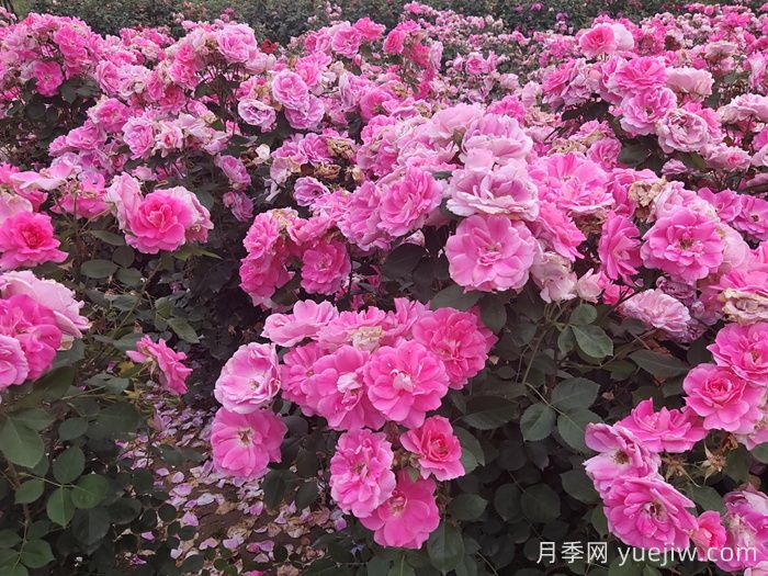 丰花月季开花期的养护管理(图1) 丰花月季开花期的养护管理(图1)