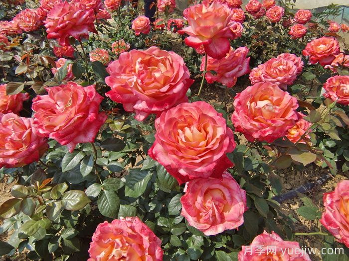 江苏南京地区大花月季露地栽培管理技术(图2) 江苏南京地区大花月季露地栽培管理技术(图2)