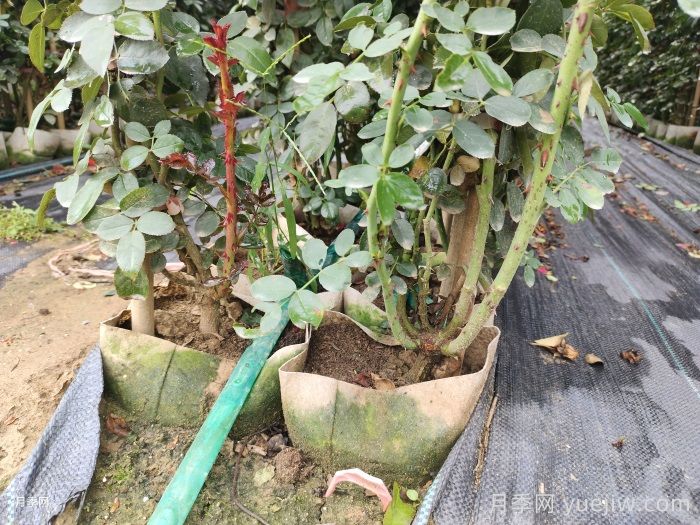 藤本月季苗的养殖注意事项(图2)