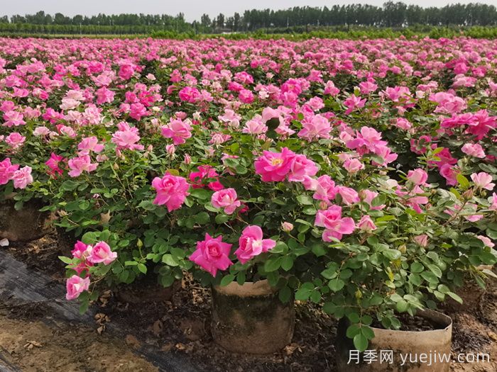 月季花的栽培技术和繁殖方法(图1)