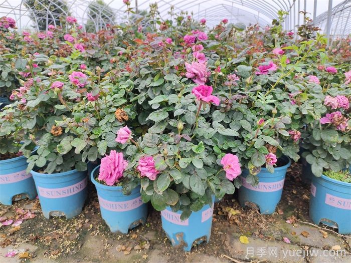 养活盆栽花卉的定根水浇法(图1)