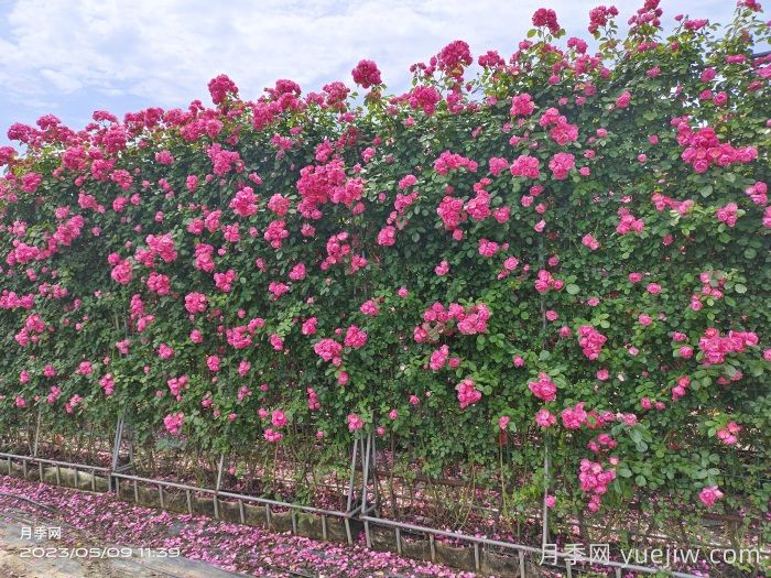 花卉苗木行业火爆的十种苗木和用途(图2) 花卉苗木行业火爆的十种苗木和用途(图2)