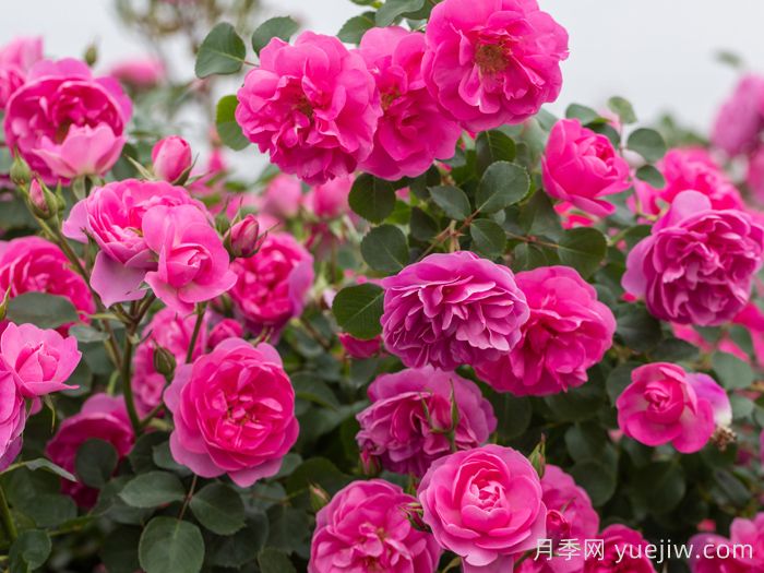 快板月季/欢快乐章/欢乐乐章(图4)