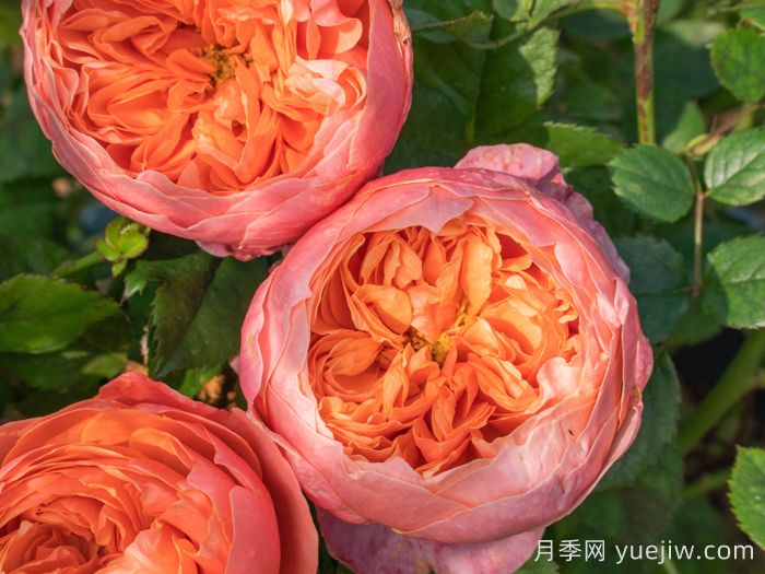 惊秋月季(图2) 惊秋月季(图2)