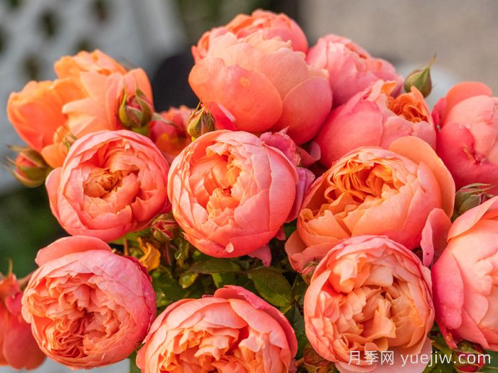 惊秋月季(图1) 惊秋月季(图1)