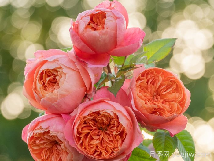 惊秋月季(图5) 惊秋月季(图5)