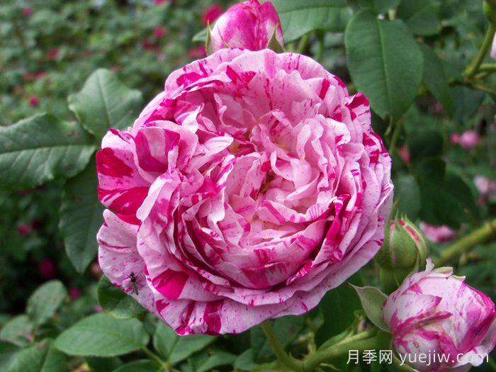 抓破美人脸月季/撕破美人脸/斑纹博洛尼亚(图1) 抓破美人脸月季/撕破美人脸/斑纹博洛尼亚(图1)