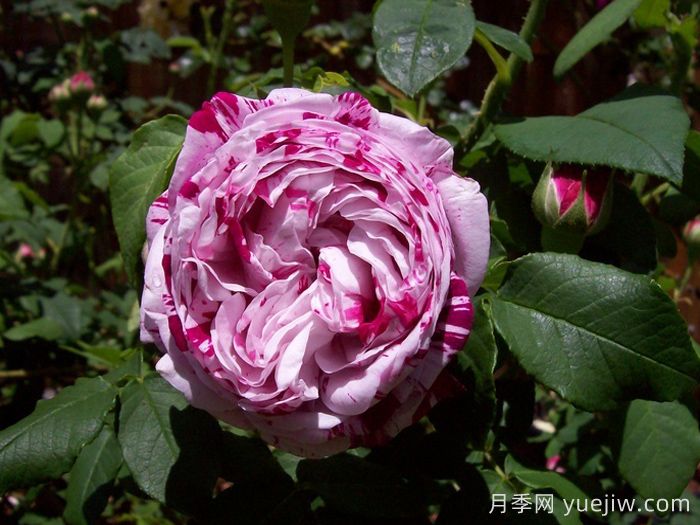 抓破美人脸月季/撕破美人脸/斑纹博洛尼亚(图3) 抓破美人脸月季/撕破美人脸/斑纹博洛尼亚(图3)