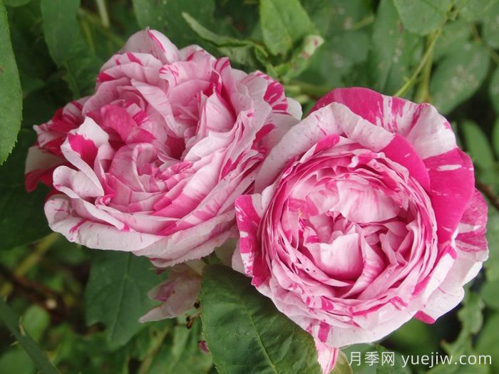 抓破美人脸月季/撕破美人脸/斑纹博洛尼亚(图4) 抓破美人脸月季/撕破美人脸/斑纹博洛尼亚(图4)